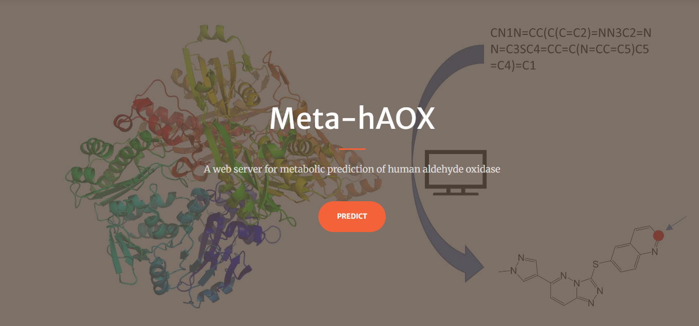 Meta-hAOX