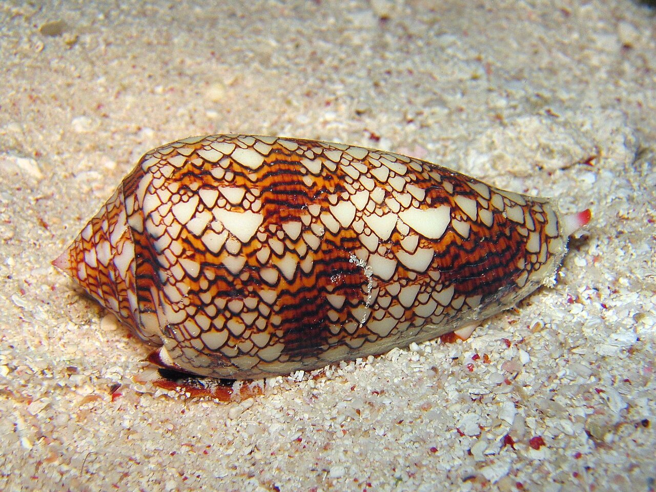 A living textile cone snail, Conus textile, photographed on the Great Barrier Reef